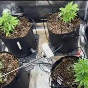 Pico Fast Buds RF3 Mix