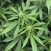 Pico Mexican Airlines Auto