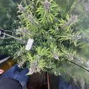Pico LSD-25. Not Gorilla Cookies Auto