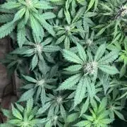 Pico Gorilla Cookies Auto. Not LSD-25
