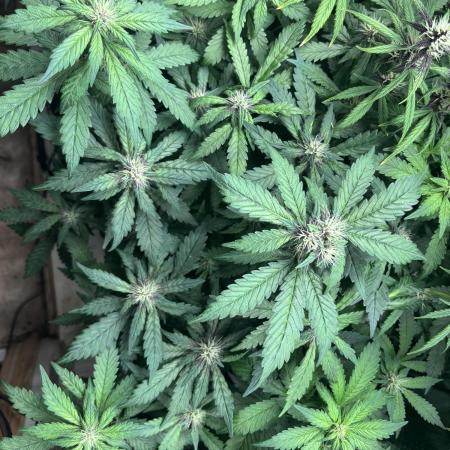 Pico Gorilla Cookies Auto. Not LSD-25