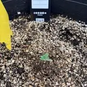 Pico Gelato Auto
