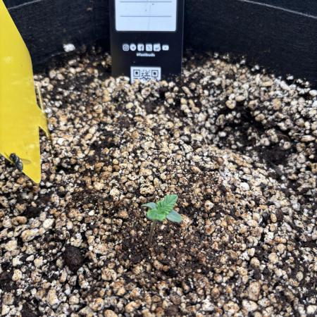 Pico Gelato Auto