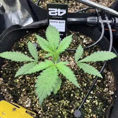 Pico Gelato Auto