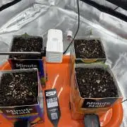 Pico Fast Buds RF3 Mix