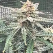 Pico Fast Buds RF3 Mix