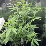 Pico Gorilla Cookies Auto