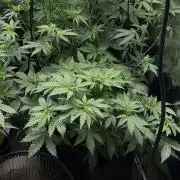 Pico LSD-25
