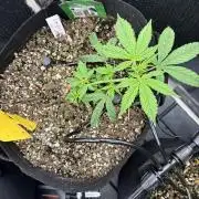 Pico Gorilla Cookies Auto