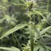 Pico Gorilla Cookies Auto