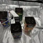 Pico Fast Buds RF3 Mix