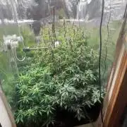 Pico Mexican Airlines Auto