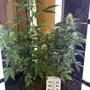 Pico2
