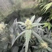 Pico Mexican Airlines Auto