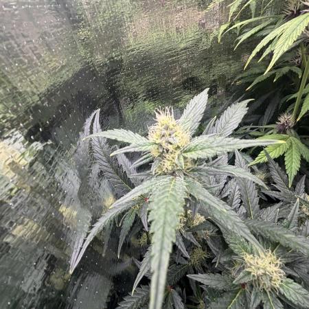 Pico Mexican Airlines Auto