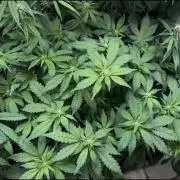 Pico Gorilla Cookies Auto. Not LSD-25