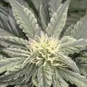 Pico Fast Buds RF3 Mix