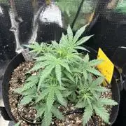 Pico Mexican Airlines Auto