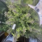 Pico LSD-25. Not Gorilla Cookies Auto