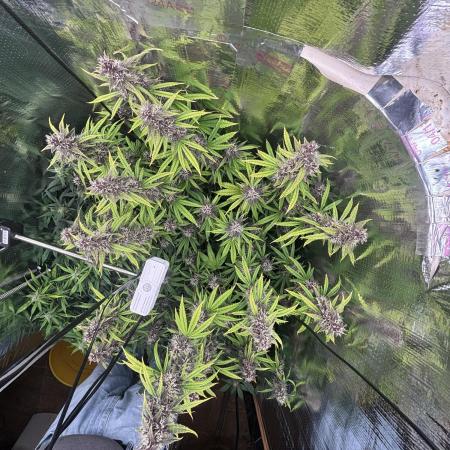 Pico LSD-25. Not Gorilla Cookies Auto