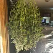 Pico LSD-25. Not Gorilla Cookies Auto