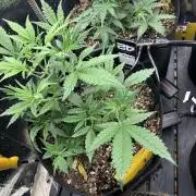 Pico Gelato Auto