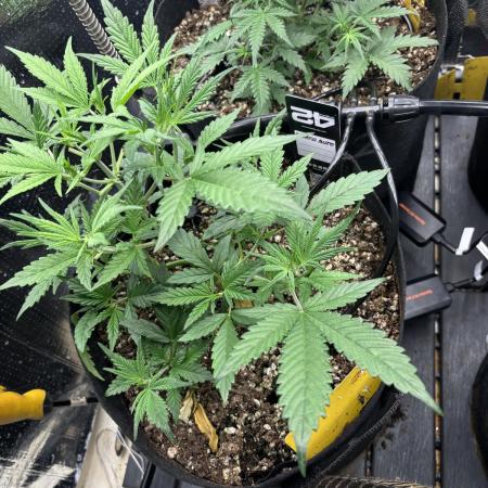 Pico Gelato Auto