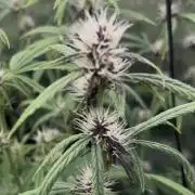 Pico LSD-25. Not Gorilla Cookies Auto