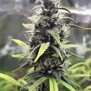 Pico LSD-25. Not Gorilla Cookies Auto