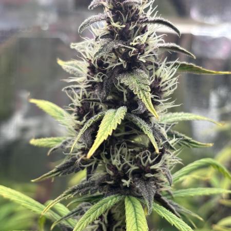 Pico LSD-25. Not Gorilla Cookies Auto