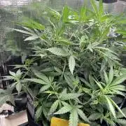 Pico Gelato Auto
