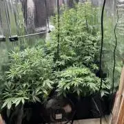 Pico Gelato Auto