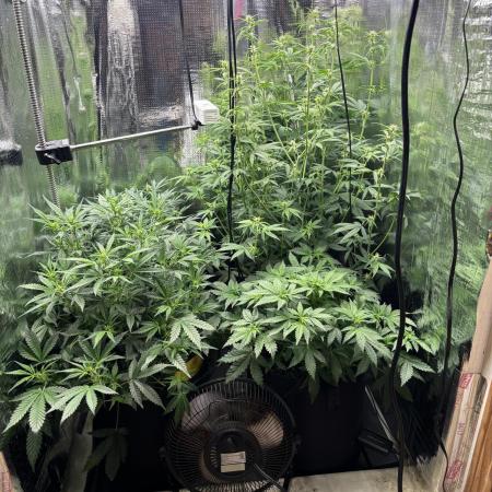 Pico Gelato Auto