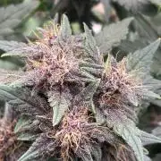 Pico Gorilla Cookies Auto. Not LSD-25