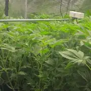 Pico Skunk #1