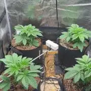 Pico Skunk #1