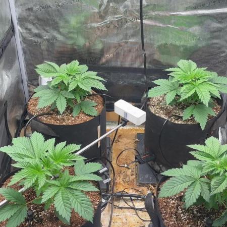 Pico Skunk #1