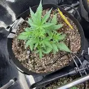 Pico Mexican Airlines Auto
