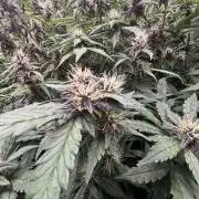 Pico Gorilla Cookies Auto. Not LSD-25