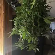 Pico Gorilla Cookies Auto. Not LSD-25