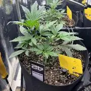 Pico Gelato Auto