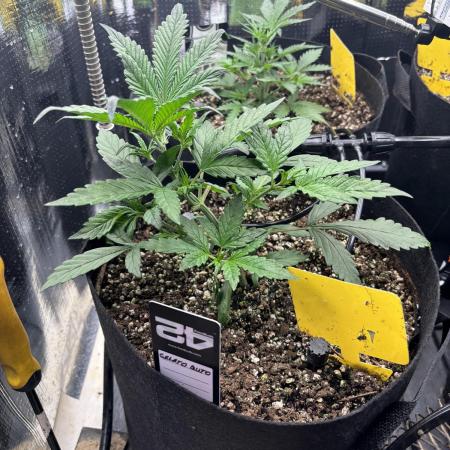 Pico Gelato Auto
