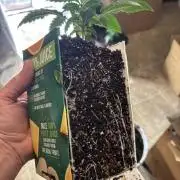 Pico Fast Buds RF3 Mix