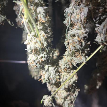 Pico Gelato Auto