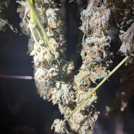 Pico Mexican Airlines Auto