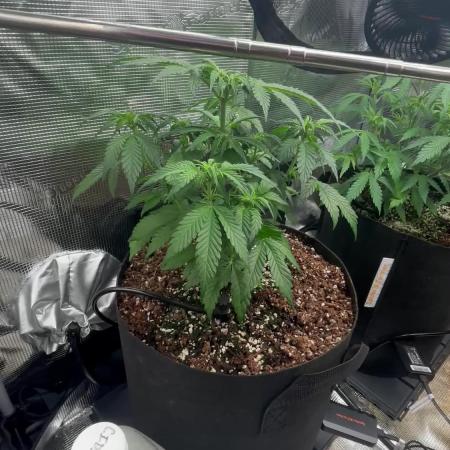 Pico Fast Buds RF3 Mix