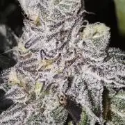 Dante⁸ Scrog Coco