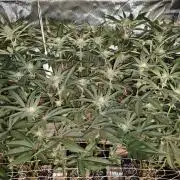 Dante⁸ Scrog Coco