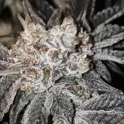 Dante⁸ Scrog Coco
