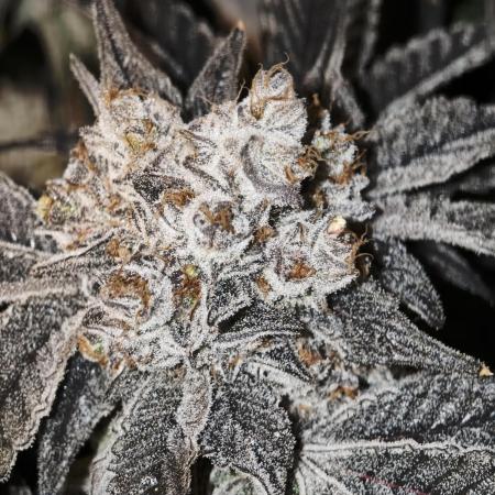 Dante⁸ Scrog Coco